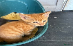 Mixed Breed cats for sale: Adorable kitten - Image 14