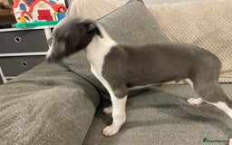 Whippet dogs for sale: ⭐️ Beautifully bred whippet pups ⭐️ - Image 16