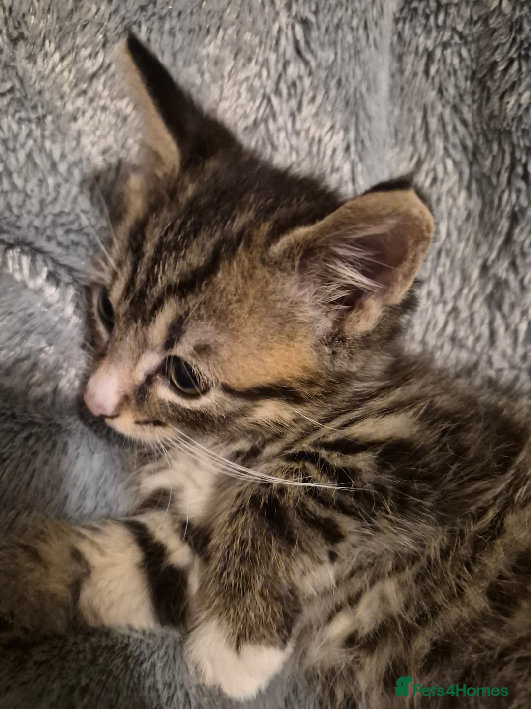 Mixed Breed cats for sale: 3 beautiful kittens  - Image 6
