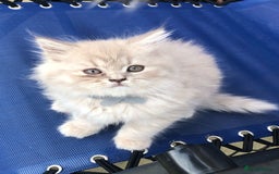 British Longhair cats for sale: 3 X BLH Haired kittens, READY NOW - Image 12