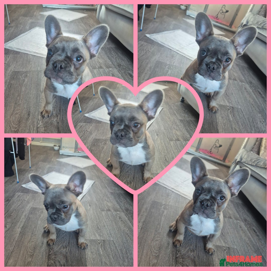 French Bulldog dogs for sale: French Bulldog Puppy - Advert 6