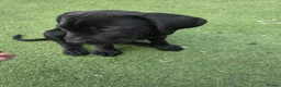 Cane Corso dogs for sale: Beautiful cane corso pups available  - Advert 8
