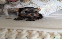 Yorkshire Terrier dogs for sale: Wonderful Yorkshire terrier puppies  - Image 12