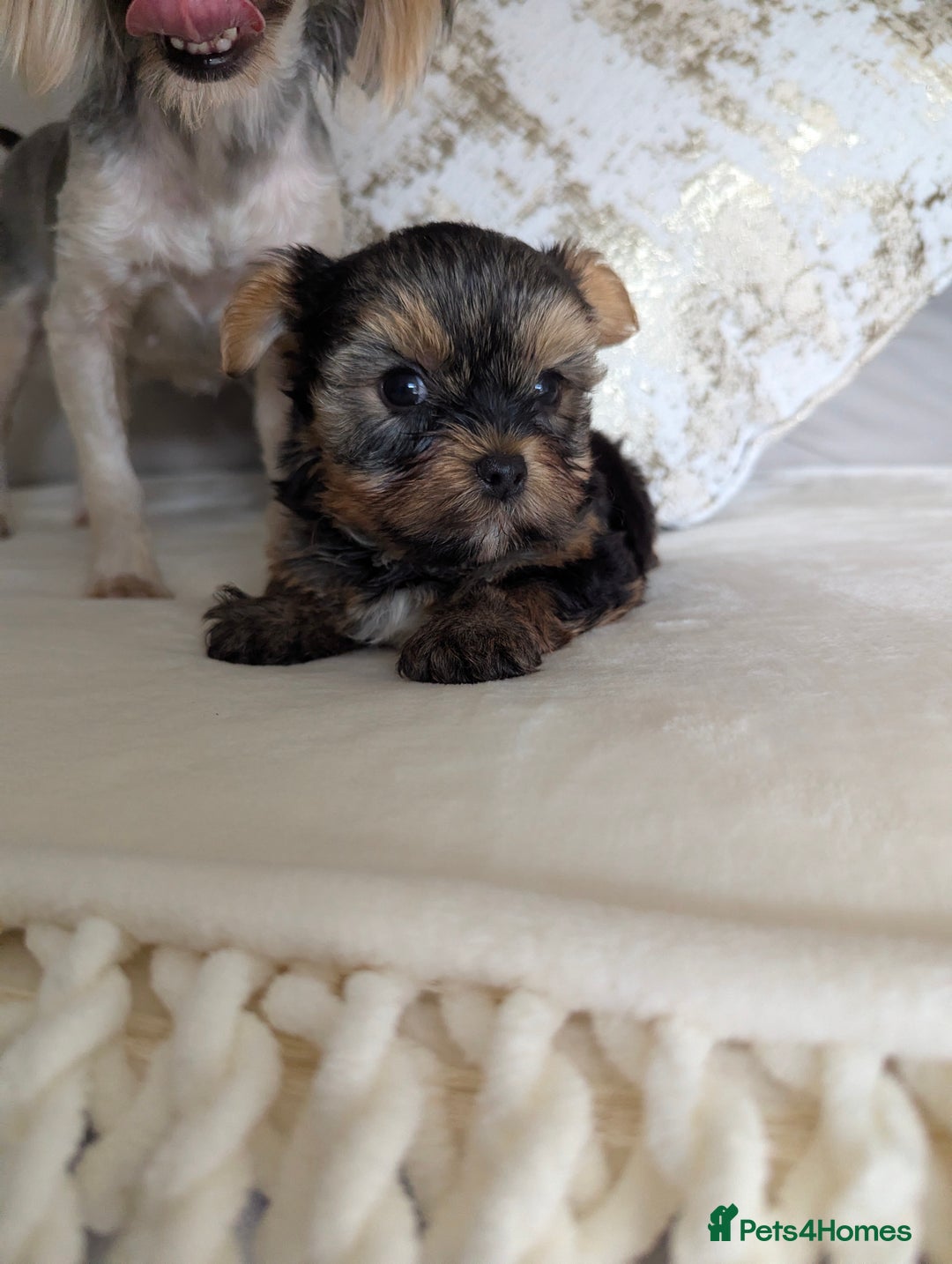 Yorkshire Terrier dogs for sale: Wonderful Yorkshire terrier puppies  - Image 12