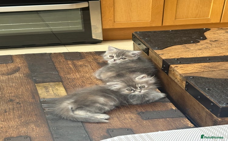 Persian cats - Advert 2
