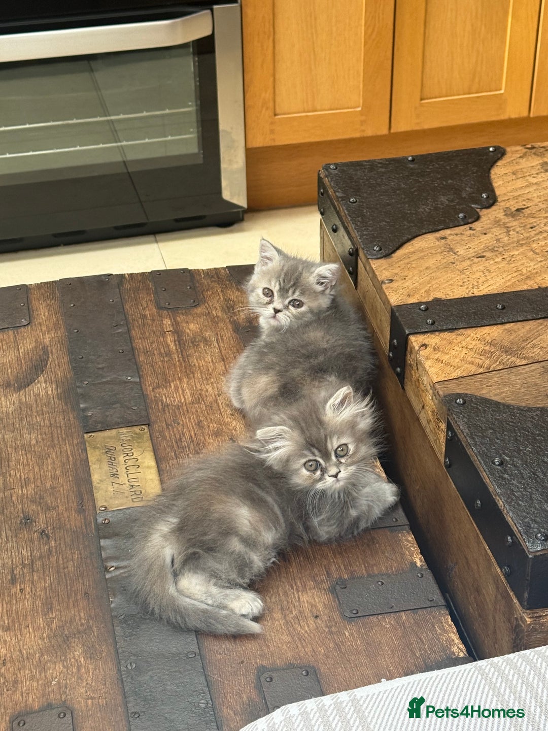Persian cats for sale: Grey Persian Kittens  - Image 1