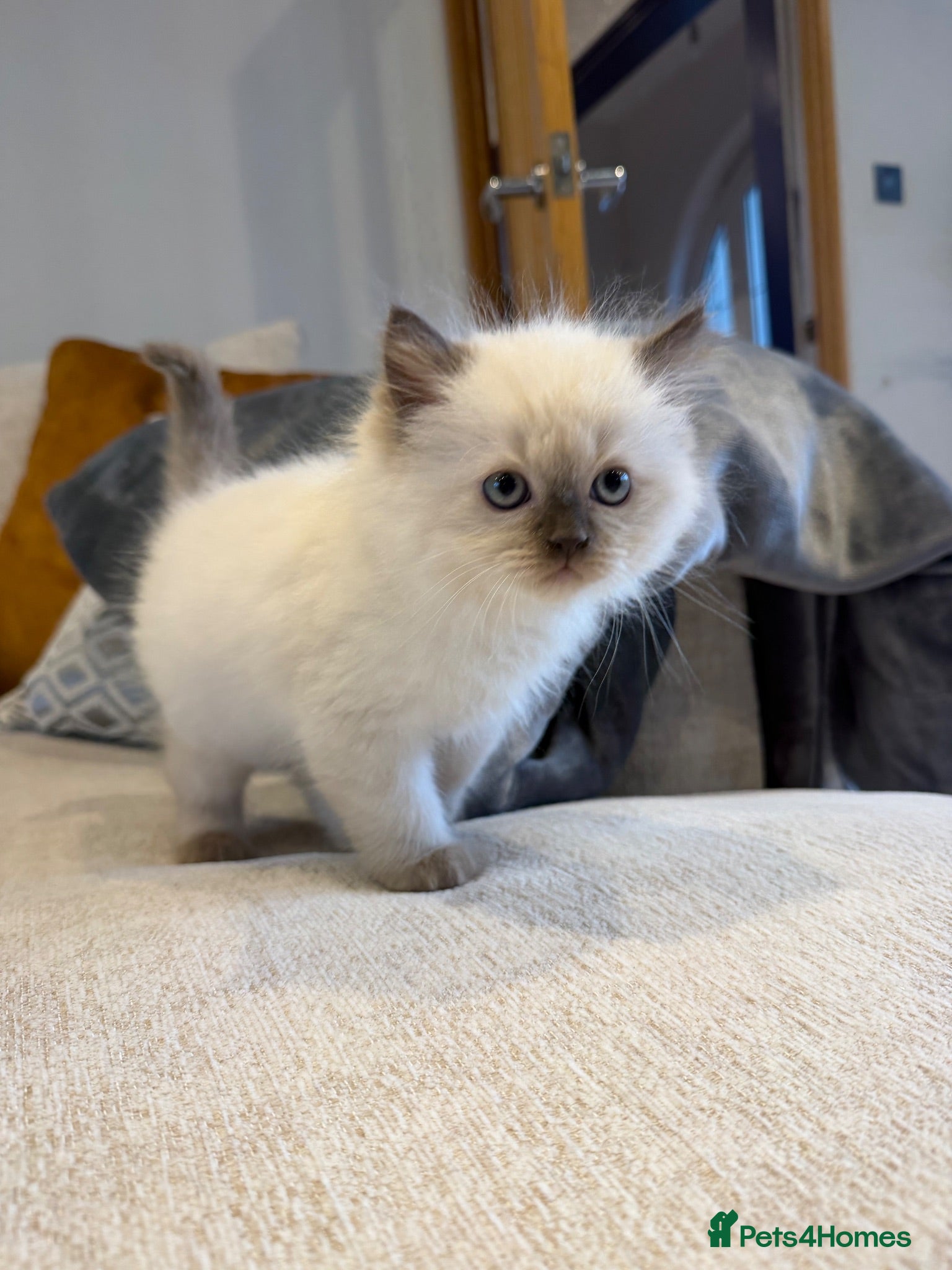 Ragdoll cats Ragdoll kitten READY NOW - Advert 1