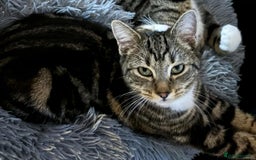 American Shorthair cats for sale: Rehome my beautiful tabby girl - Image 1