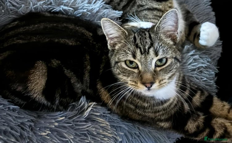 American Shorthair cats - Advert 2