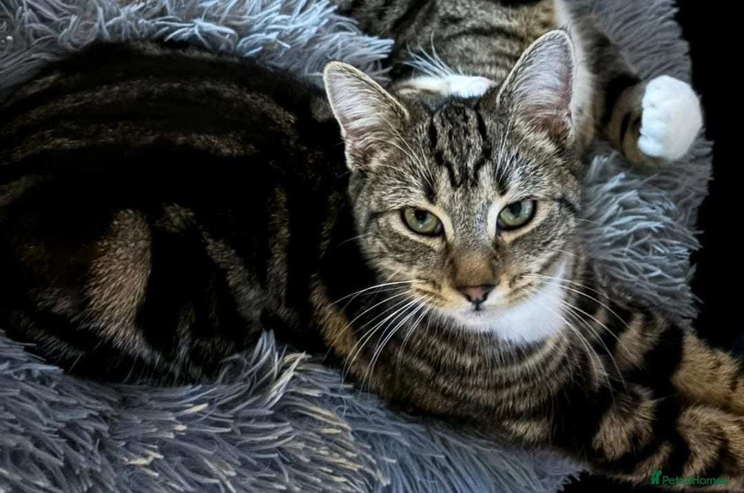 American Shorthair cats for sale: Rehome my beautiful tabby girl - Image 1