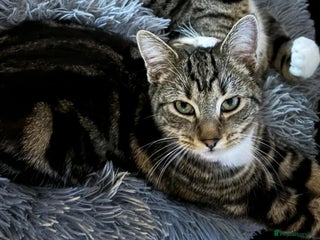 American Shorthair cats - Advert 27