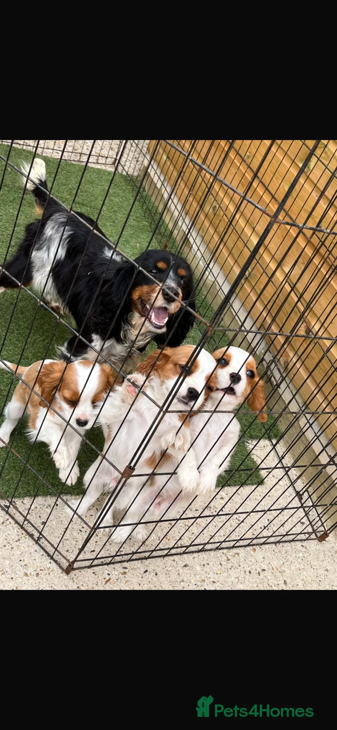 Cavalier King Charles Spaniel dogs for sale: Beautiful Cavalier Puppies in Waltham Cross - Advert 1