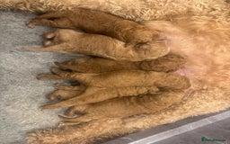 Goldendoodle dogs for sale: Golden doodles f1b - Advert 12