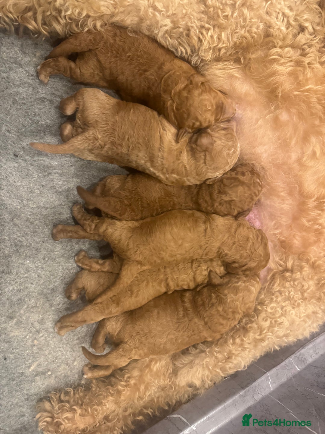Goldendoodle dogs for sale: Golden doodles f1b - Advert 12