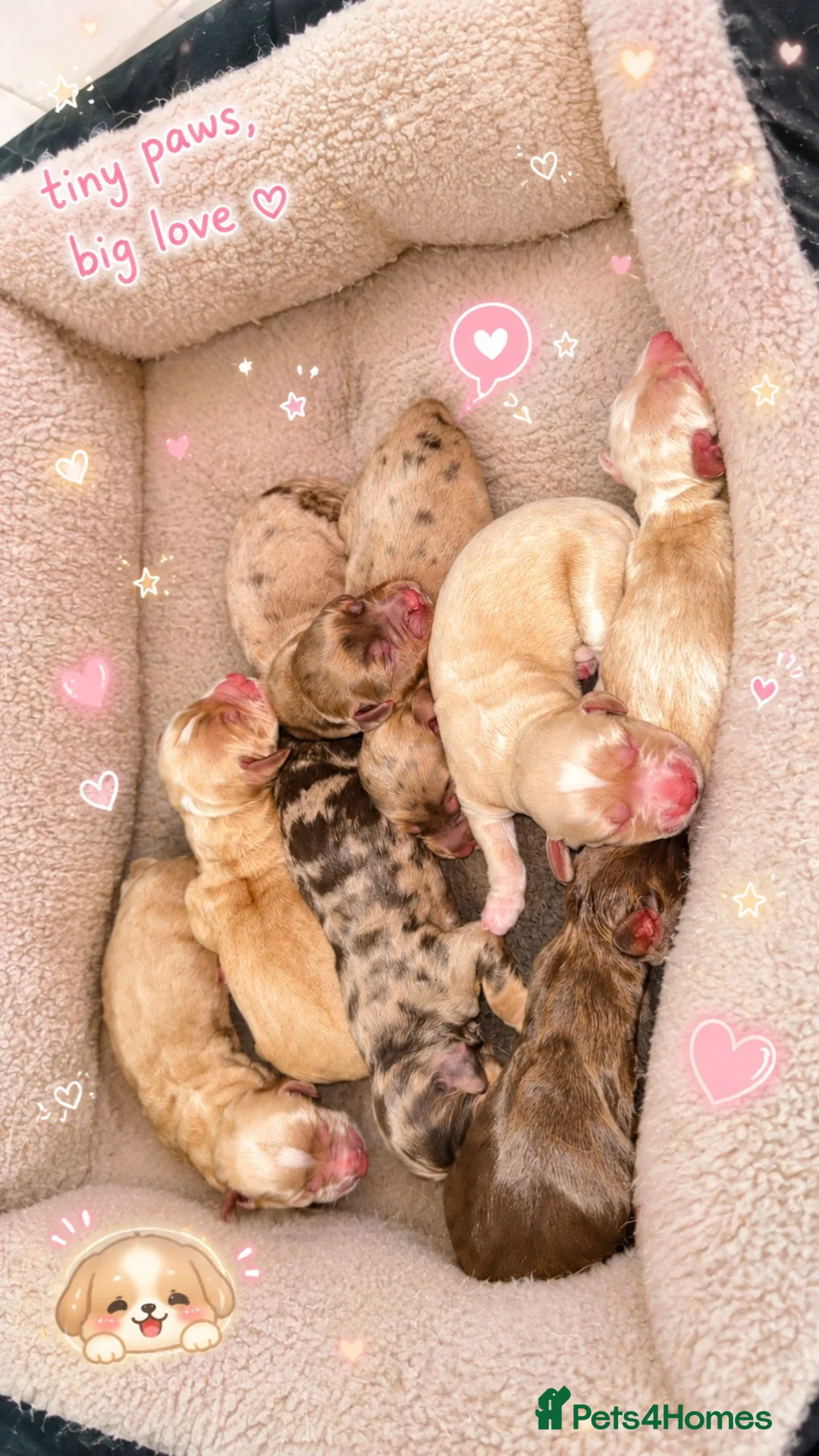 Cocker Spaniel dogs for sale: Cocker spaniel puppies  - Advert 2