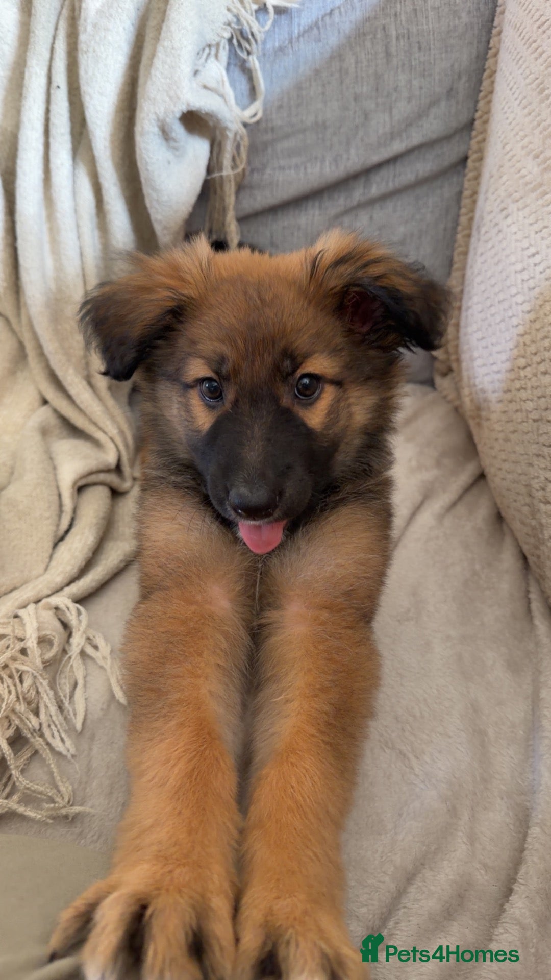 German Shepherd dogs 12 Week old German Shepherd- Female  - Advert 4