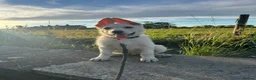 German Shepherd dogs for sale: Male  - Advert 4