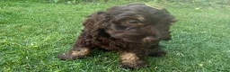 Cockapoo dogs for sale: Very small F1 cockapoo puppies for sale  - Advert 4