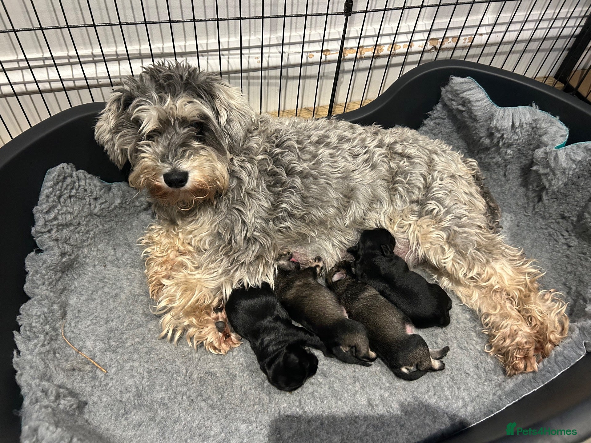 Miniature Schnauzer dogs Miniature Schnauzer Dog - Advert 1