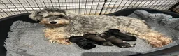 Miniature Schnauzer dogs for sale: Miniature Schnauzer Dog in Lanark - Advert 1