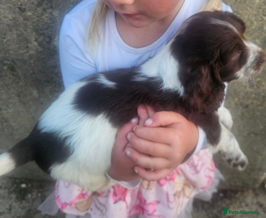 Cocker Spaniel dogs for sale: Cocker pups  - Image 11