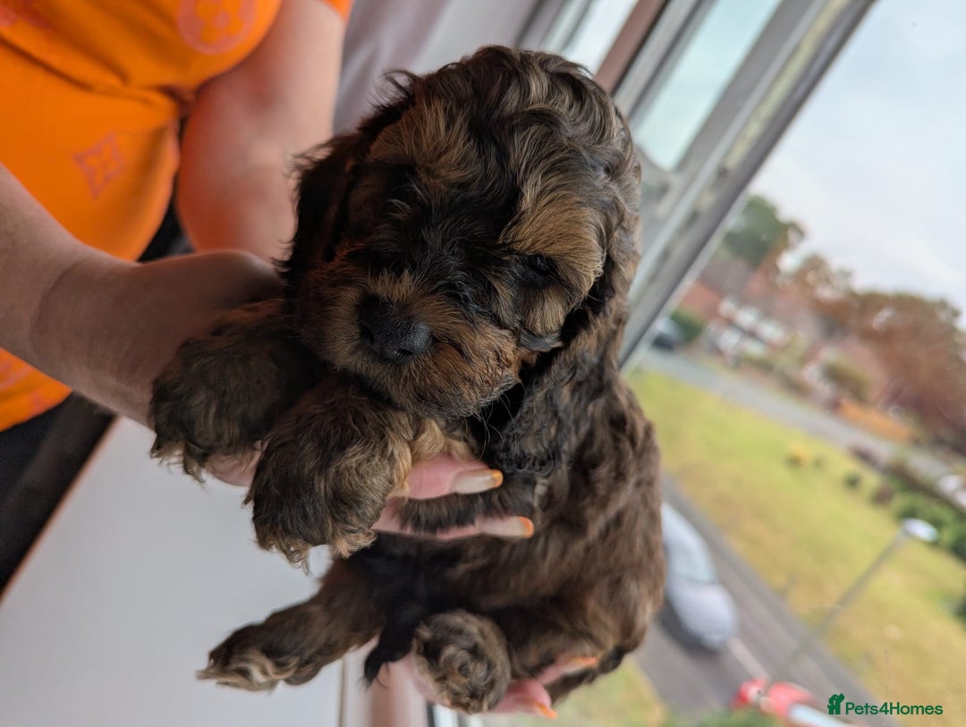 Cockapoo dogs for sale: F1 Toy Cockapoos - Image 29