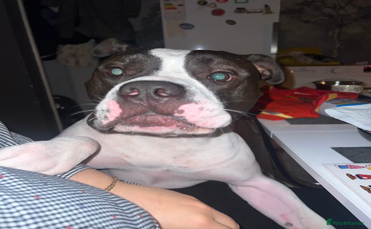 American Bulldog dogs - Advert 1