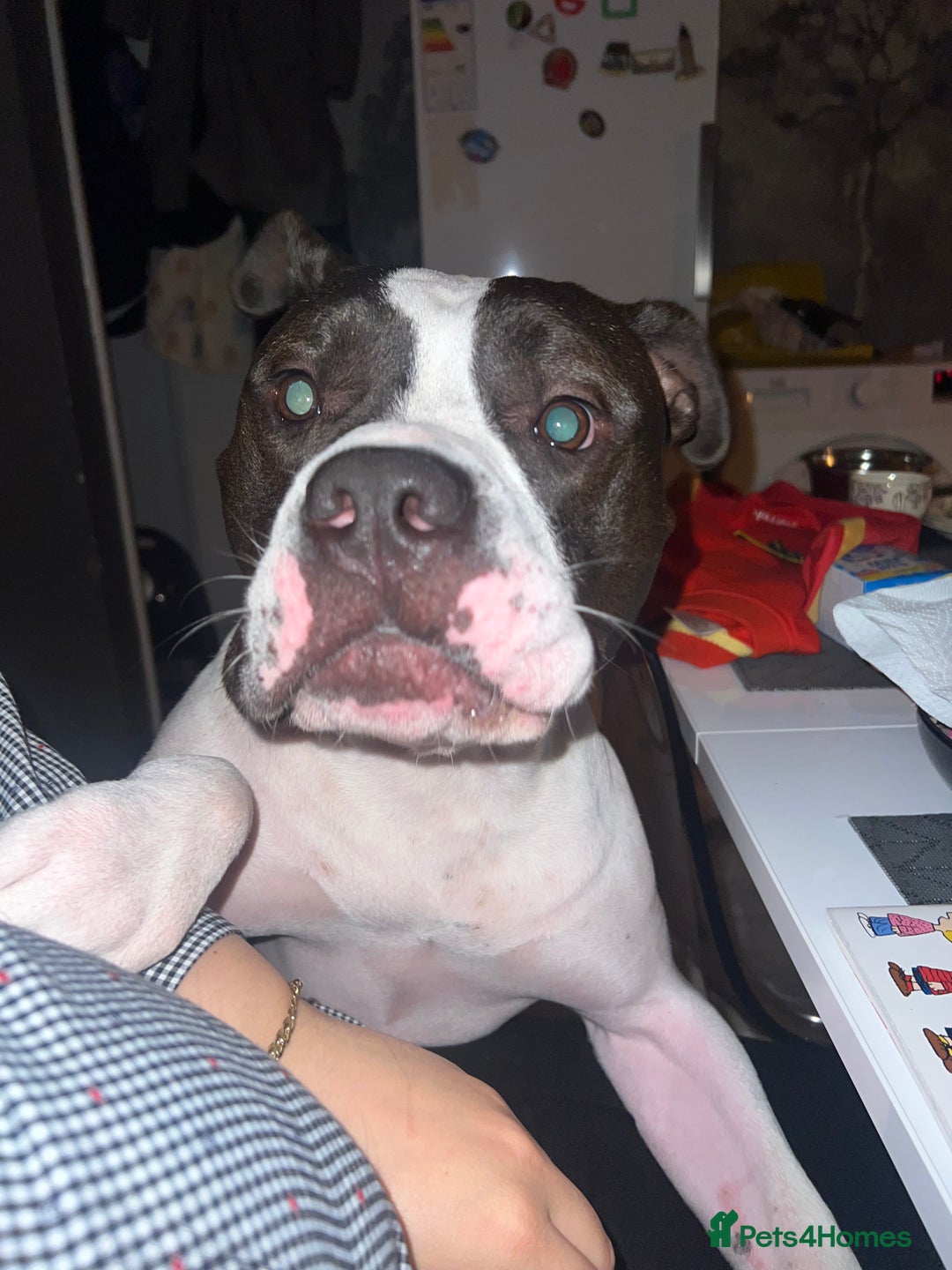 American Bulldog dogs for sale: Gorgeous American bulldog male  - Image 1