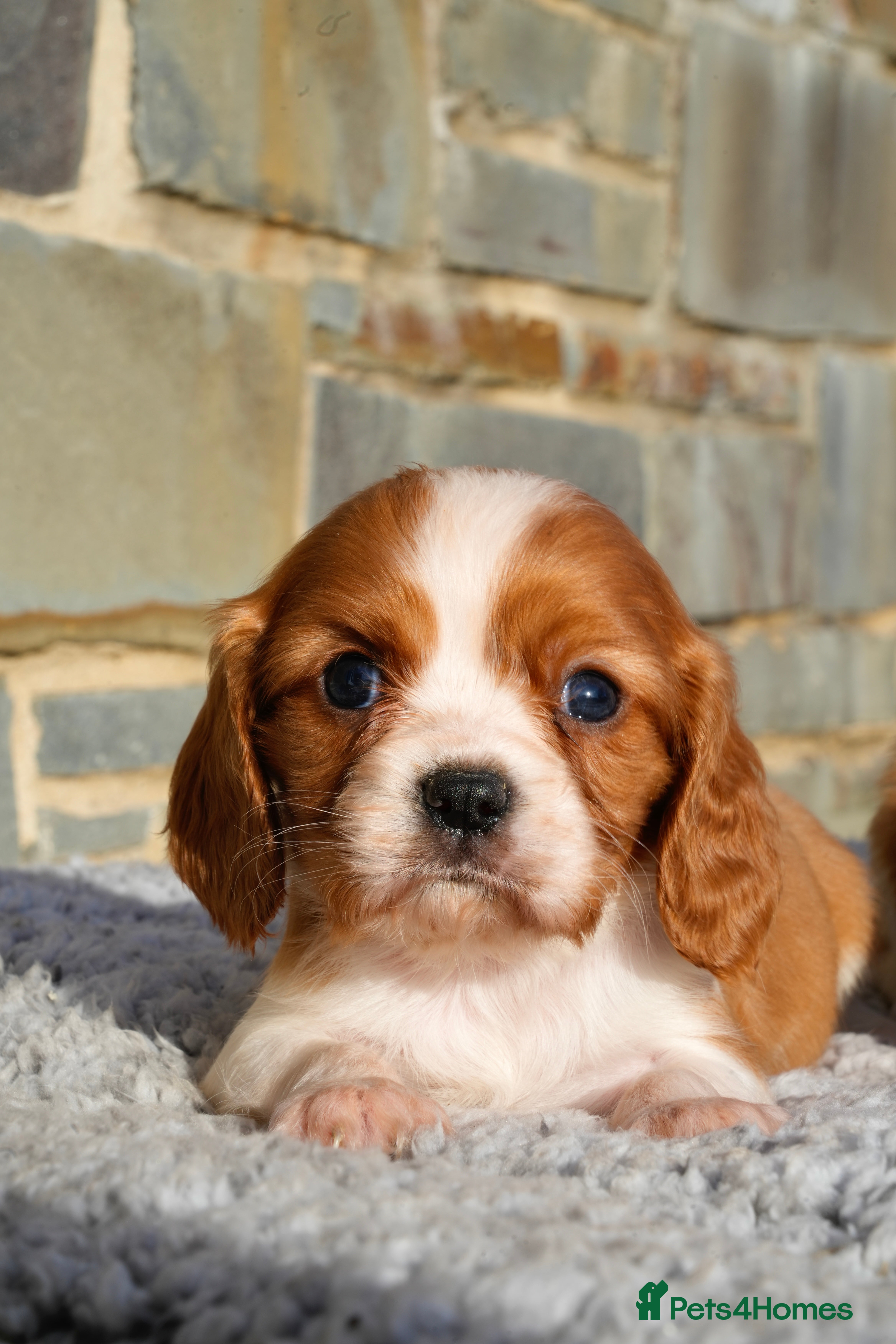 Cavalier King Charles Spaniel dogs ⭐️ Cavalier King Charles Puppies ⭐️ - Advert 4