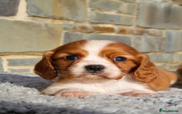 Cavalier King Charles Spaniel dogs for sale: ⭐️ Cavalier King Charles Puppies ⭐️ - Advert 8