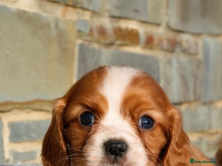 Cavalier King Charles Spaniel dogs ⭐️ Cavalier King Charles Puppies ⭐️ - Advert 4