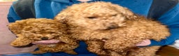 Toy Poodle dogs for sale: Toy poodle puppy - Advert 1