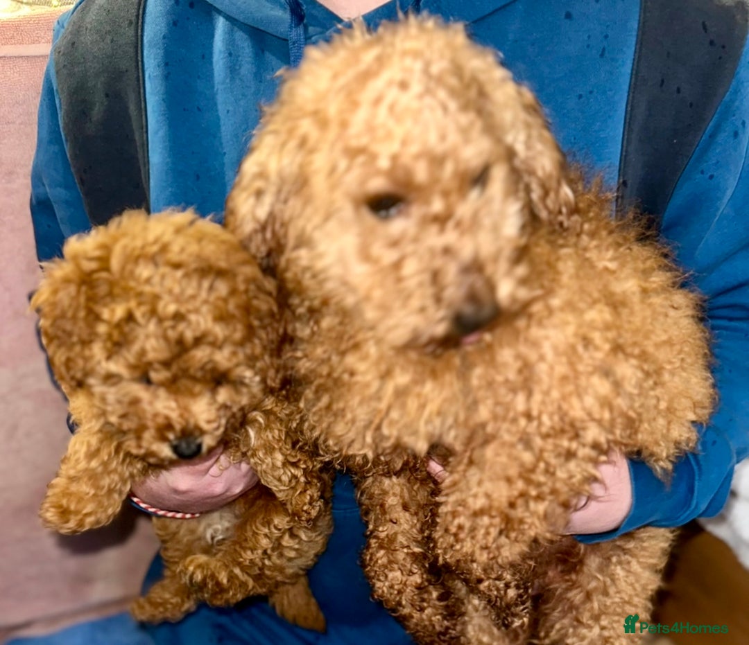 Toy Poodle dogs for sale: Toy poodle puppy - Advert 1