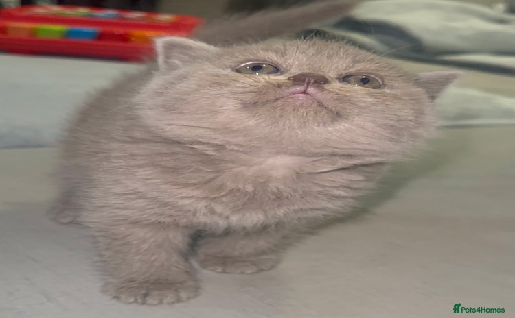 British Shorthair cats for sale - Advert 2
