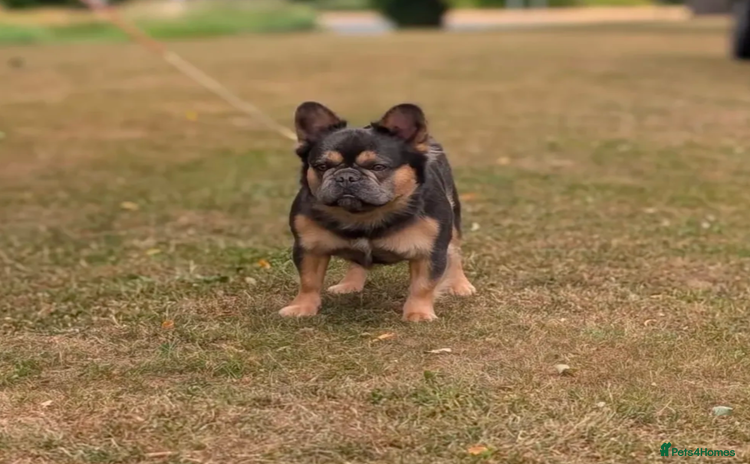 French Bulldog dogs - Advert 1