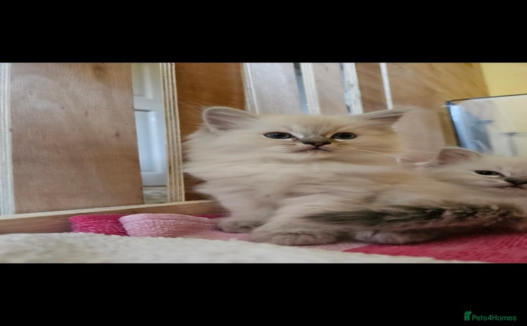 Ragdoll cats - Advert 10