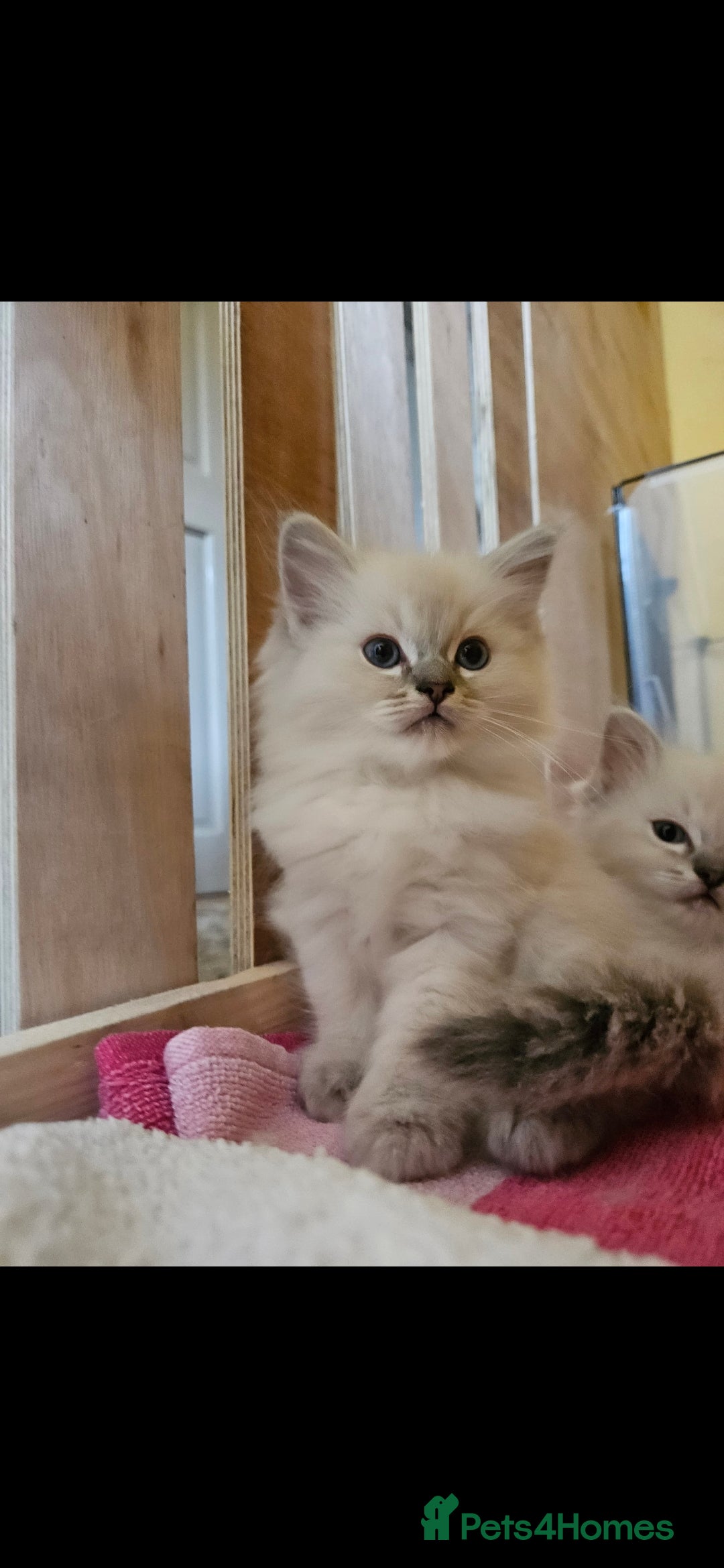 Ragdoll cats for sale: Tica registered Grand Champion Ragdoll kittens  - Image 8