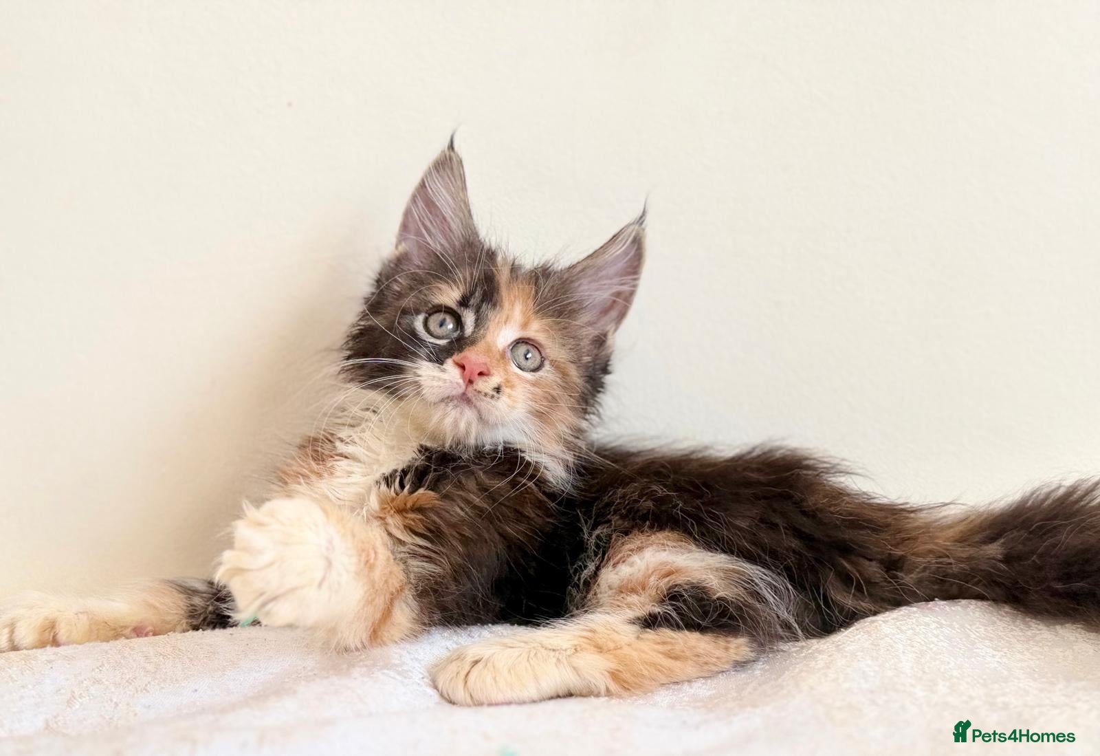 Maine Coon cats Ready for home pure bred maine coon kittens - Advert 12