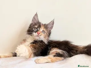 Maine Coon cats Ready for home pure bred maine coon kittens - Advert 12