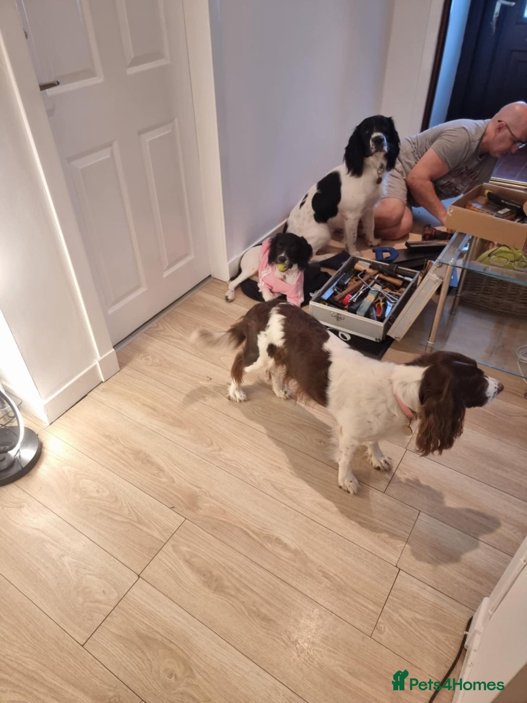 English Springer Spaniel dogs for sale: English springer spaniel for sale - Advert 4