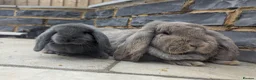 French Lop rabbits for sale: French Lop/Mini Lop ready from the 10th of June - Advert 3