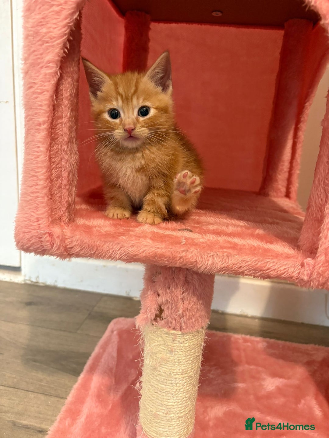 Mixed Breed cats for sale: 5 microchipped 8 week old kittens - Advert 12