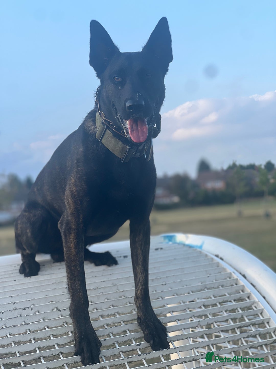 Belgian Shepherd Dog dogs for sale: Dutch Herder - Image 1