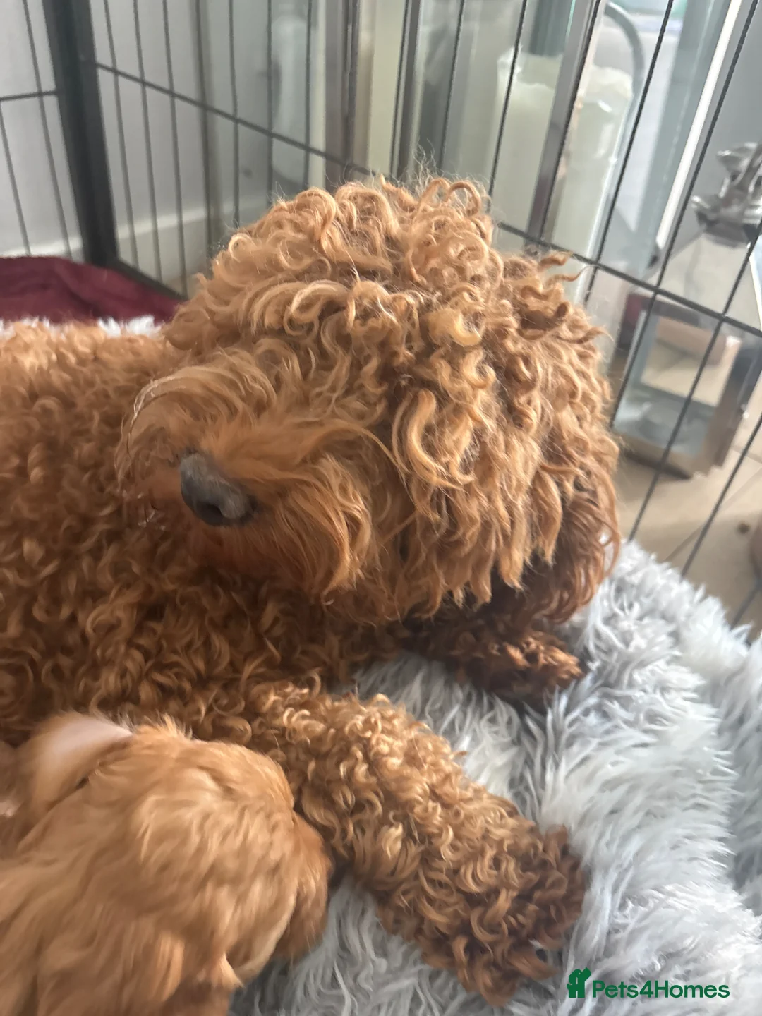 Cavapoo dogs for sale: Female red cavapoo  - Advert 5