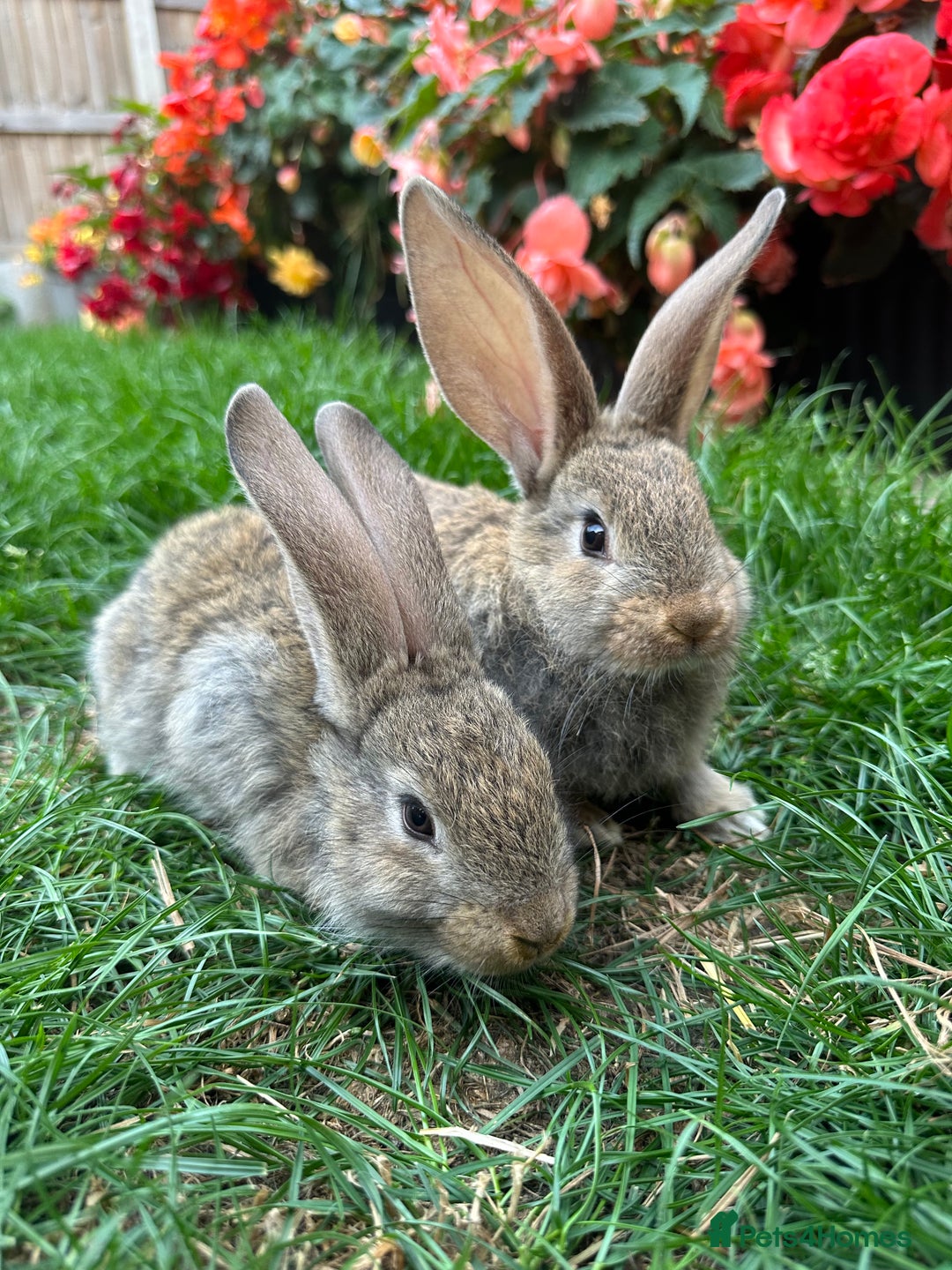 Continental Giant rabbits for sale: Pair of Continental Giant Rabbits  - Image 6