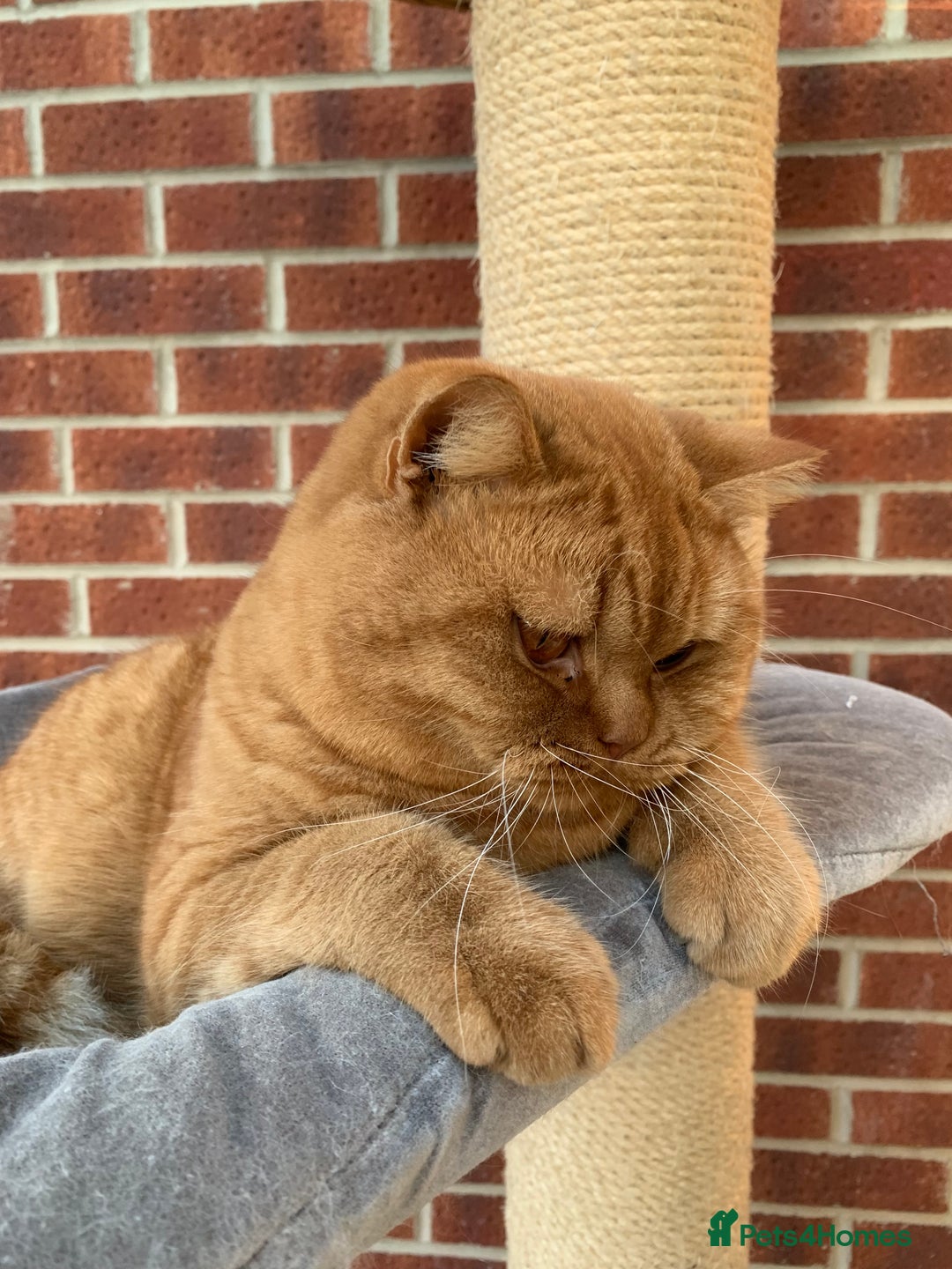 British Shorthair cats for stud: 🐾Gccf Champion Red Boy for stud only🐾 - Advert 4