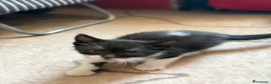 Mixed Breed Kitten 6