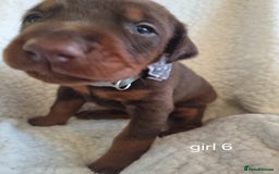 Dobermann dogs for sale: Exceptional Doberman - Image 6