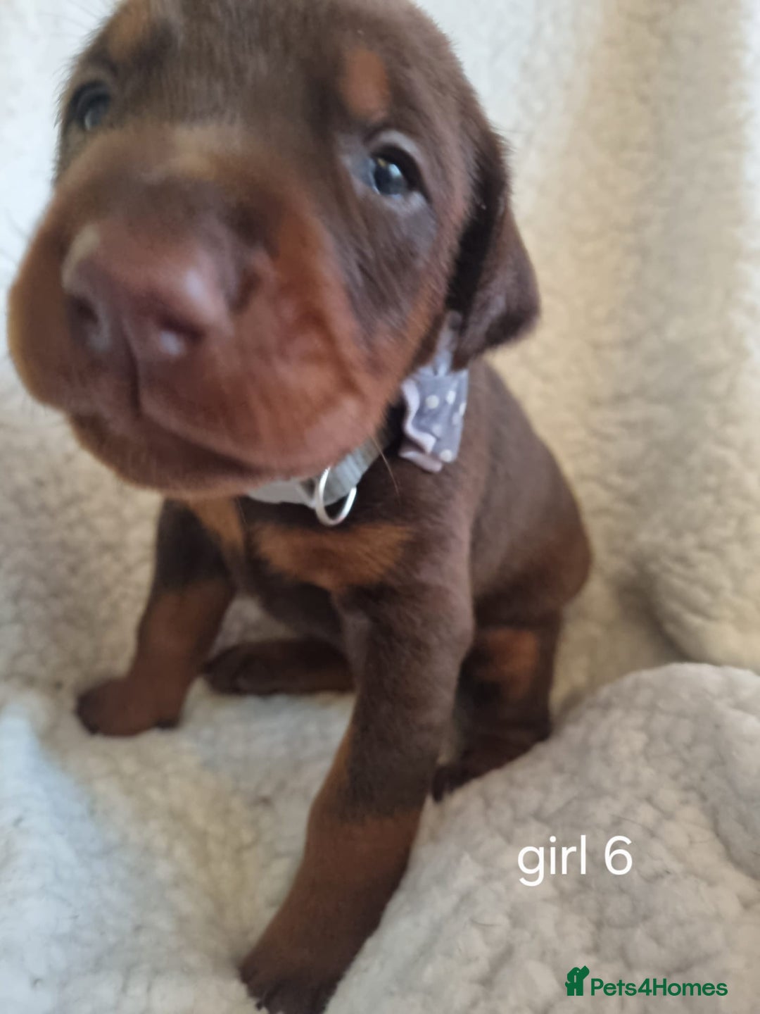 Dobermann dogs for sale: Exceptional Doberman - Image 6