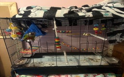 Conures birds for sale: RARE white-eared conure and cage - Image 4
